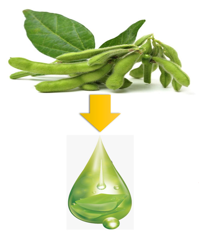 Soybean Processing